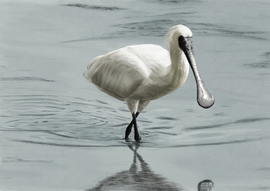 Black-faced Spoonbill