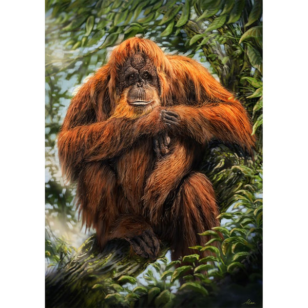 Man of the Forest - Orangutan