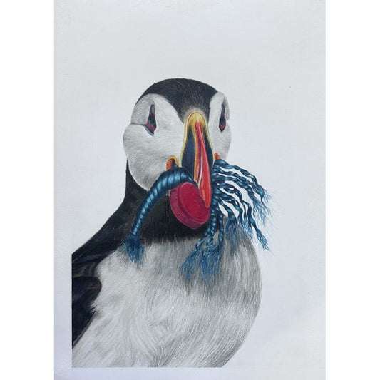 Puffins and Plastic