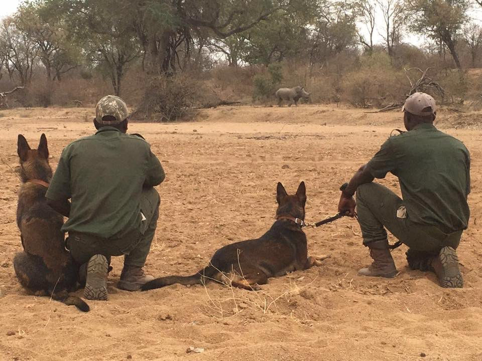 Guess the life-expectancy of a rhino that crosses from South Africa into Mozambique?