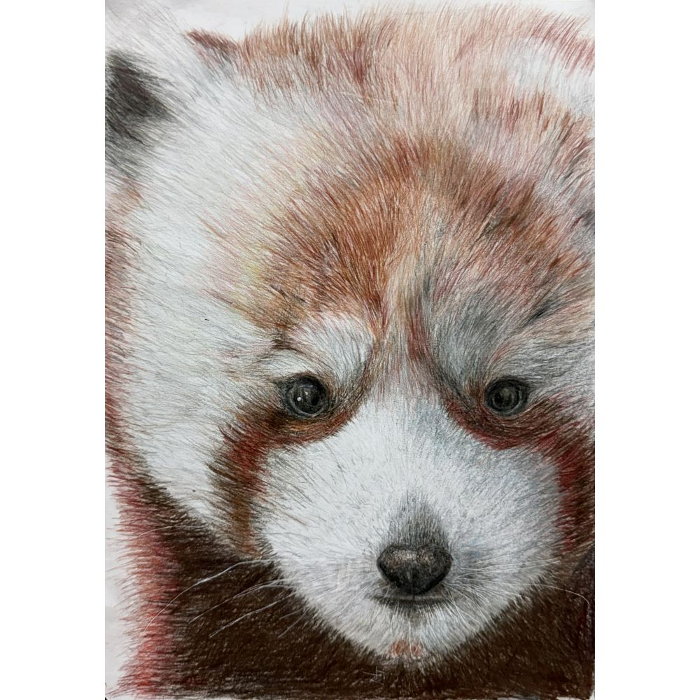 Sketch for Survival Junior Highly Commended Artworks
