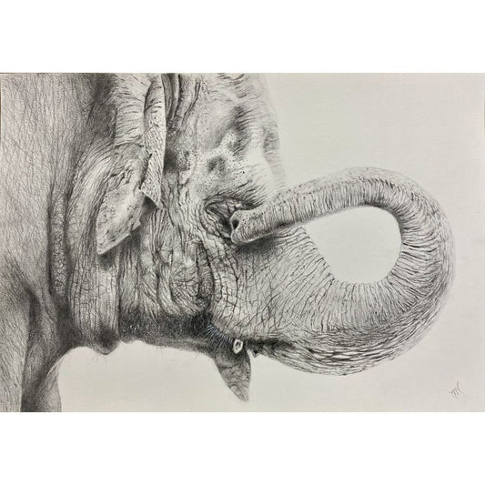 Sketch for Survival Highly Commended Artwork