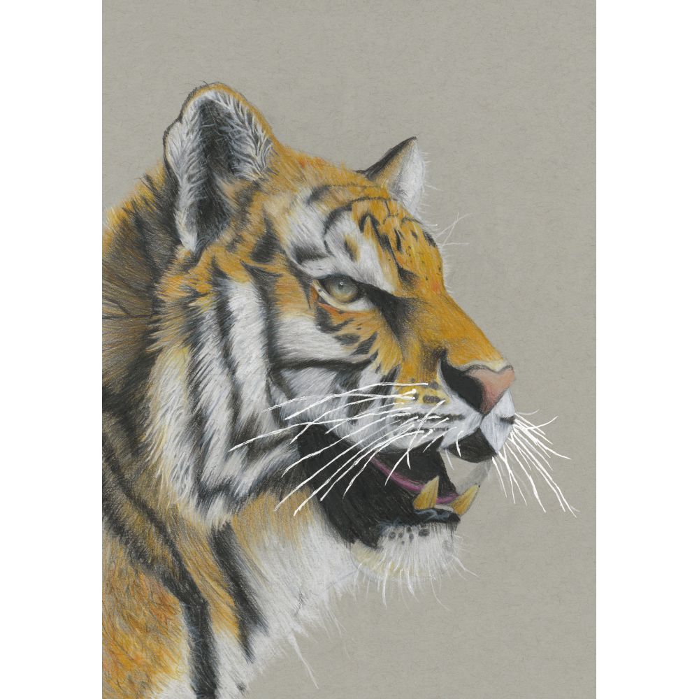 Sketch for Survival Junior Highly Commended Artworks