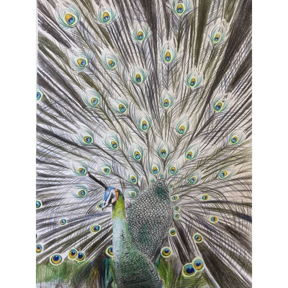 Sketch for Survival Junior Highly Commended Artworks