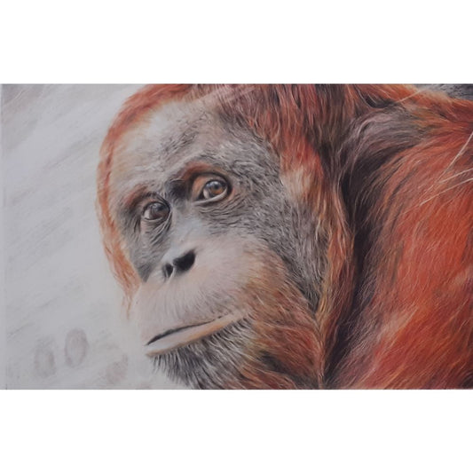 Sketch for Survival Highly Commended Artwork