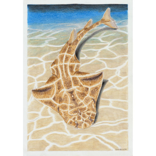 Sketch for Survival Highly Commended Artwork