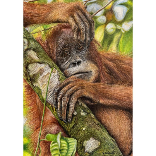 Sketch for Survival Highly Commended Artwork