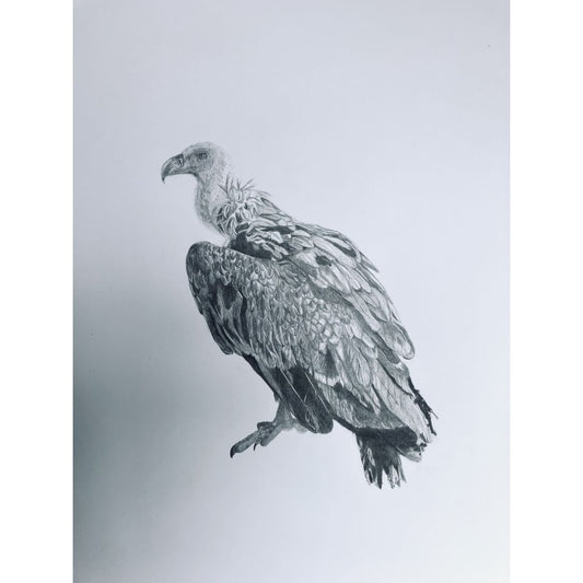 Sketch for Survival Highly Commended Artwork