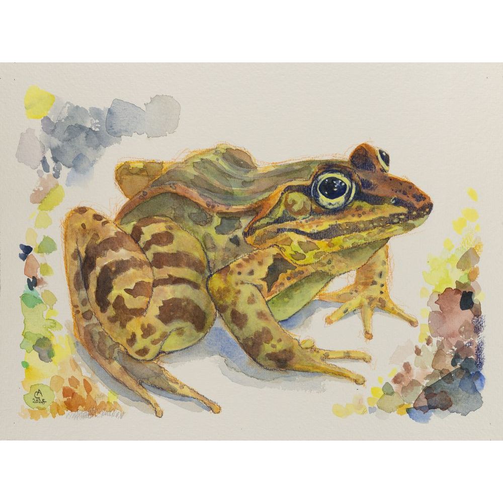 Lithobates magnaocularis