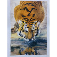 Tiger drinking Water