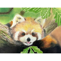 Red Panda