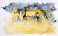 Ngorongoro Lioness Print